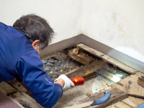 Best Mold Remediation Experts  in Madras, OR