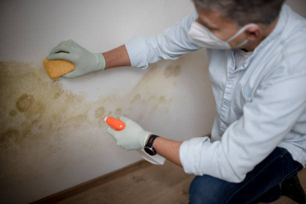 Best Best Mold Removal Companies  in Madras, OR