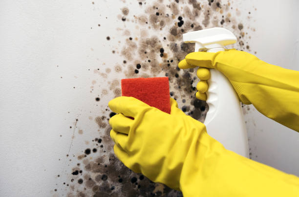 Best Home Mold Removal  in Madras, OR