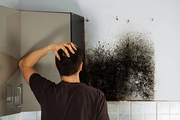 Reliable Madras, OR Mold Removal Solutions