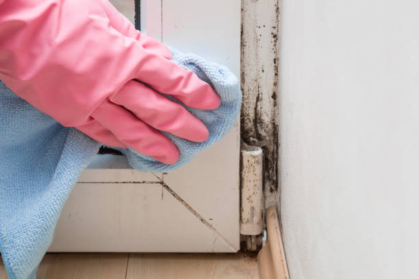 Best Commercial Mold Removal  in Madras, OR