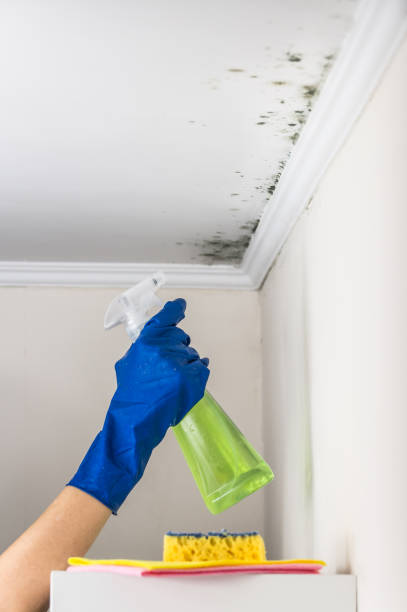 Best Local Mold Removal Service  in Madras, OR