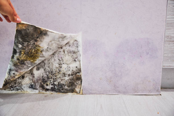 Best Local Mold Removal Service  in Madras, OR